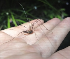 Forsteropsalis pureora