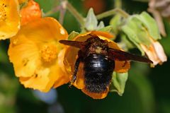 Xylocopa violacea