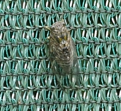 Physeema quadricincta