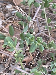 Talinum arnotii