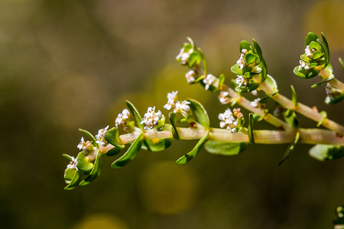 Crassula inanis
