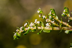 Crassula natans minus