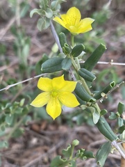 Talinum arnotii