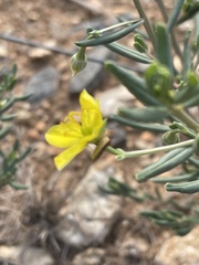 Talinum arnotii