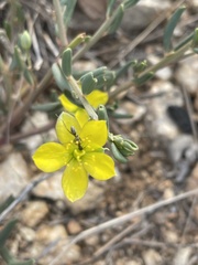 Talinum arnotii