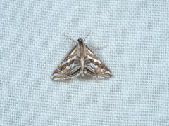 Anydraula glycerialis