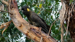 Zanda funerea xanthanota