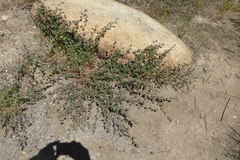 Acmispon heermannii heermannii