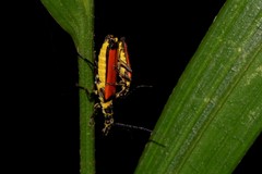 Chauliognathus atricornis