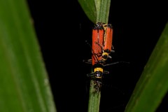 Chauliognathus atricornis