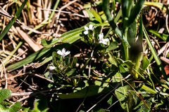 Dyschoriste burchellii