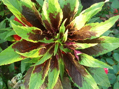 Amaranthus tricolor