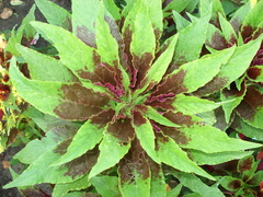 Amaranthus tricolor