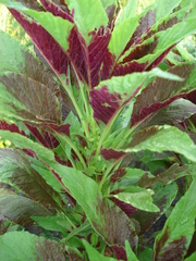Amaranthus tricolor