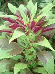 Amaranthus tricolor