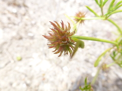 Opercularia scabrida