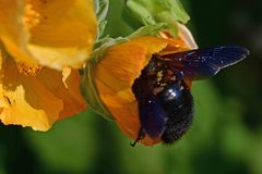 Xylocopa violacea