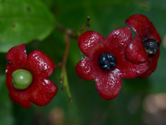 Clerodendrum longiflorum glabrum
