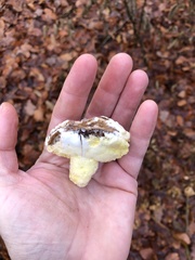 Butyriboletus appendiculatus