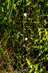 Mimulus gracilis