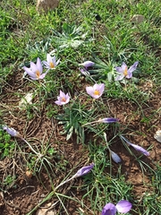 Crocus thomasii