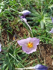 Crocus thomasii