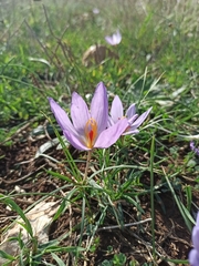 Crocus thomasii