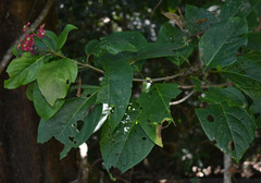 Clerodendrum longiflorum glabrum