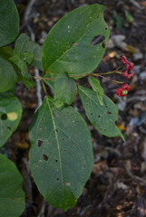 Clerodendrum longiflorum glabrum