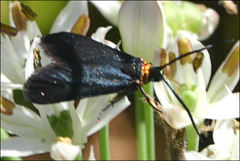 Pollanisus subdolosa