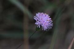 Emilia prenanthoidea