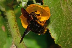 Xylocopa violacea