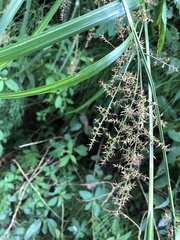 Carex baccans