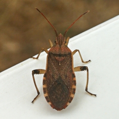 Ceraleptus