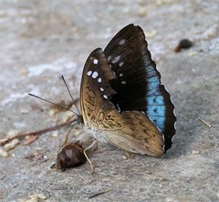 Tanaecia whiteheadi
