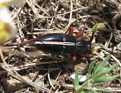 Dorcadion cinerarium