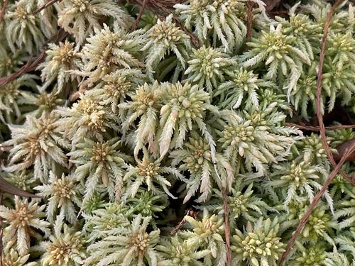 Sphagnum affine image