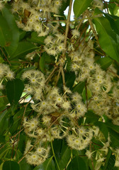 Syzygium claviflorum