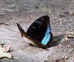 Tanaecia whiteheadi