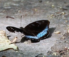Tanaecia whiteheadi
