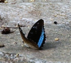 Tanaecia whiteheadi