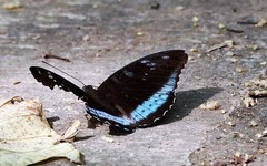 Tanaecia whiteheadi