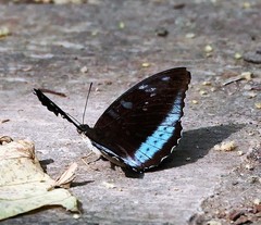 Tanaecia whiteheadi