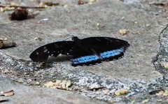 Tanaecia whiteheadi
