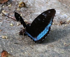 Tanaecia whiteheadi