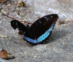 Tanaecia whiteheadi