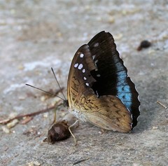 Tanaecia whiteheadi