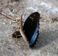Tanaecia whiteheadi