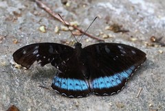 Tanaecia whiteheadi