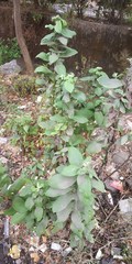 Pluchea tomentosa